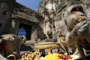 A thaiföldi majmok fesztiválja november 29-én telt el